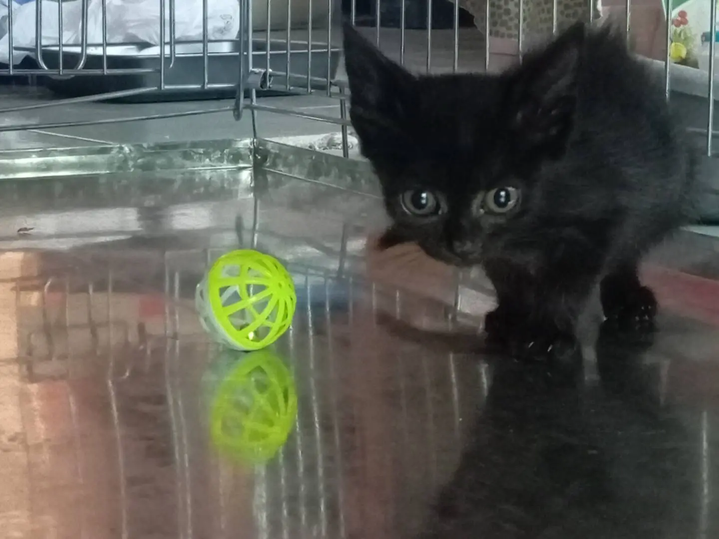 Adozione gatto, femmina, Razza sconosciuta Razza sconosciuta, 1 mese, taglia non valida, Viterbo