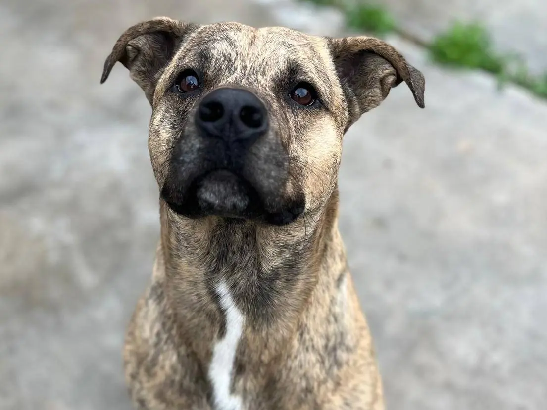 Adozione cane, maschio, Razza sconosciuta Razza sconosciuta, 6 anni e 5 mesi, taglia media, Milano