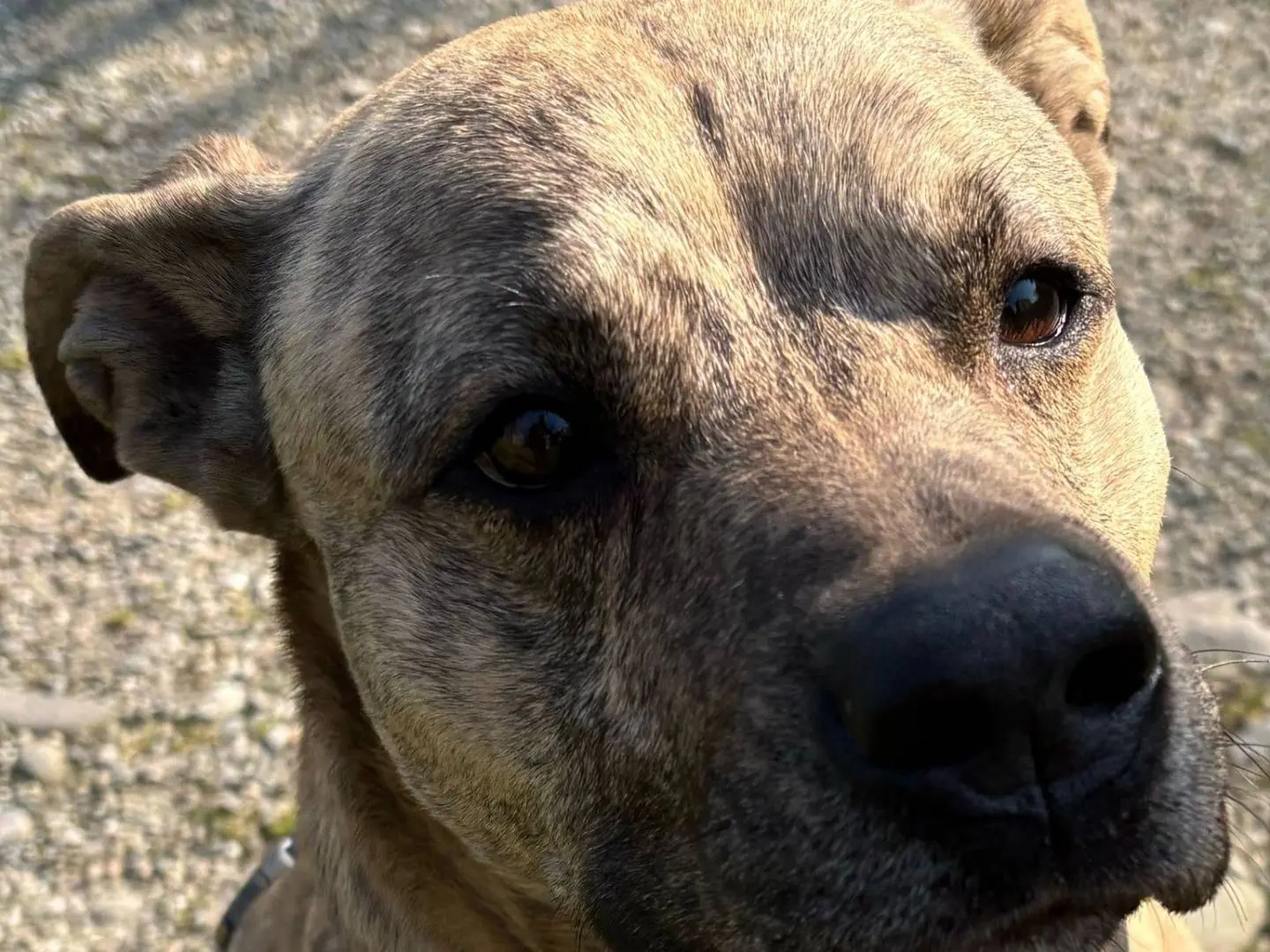 Adotta un cane, maschio, 6 anni e 5 mesi, Milano