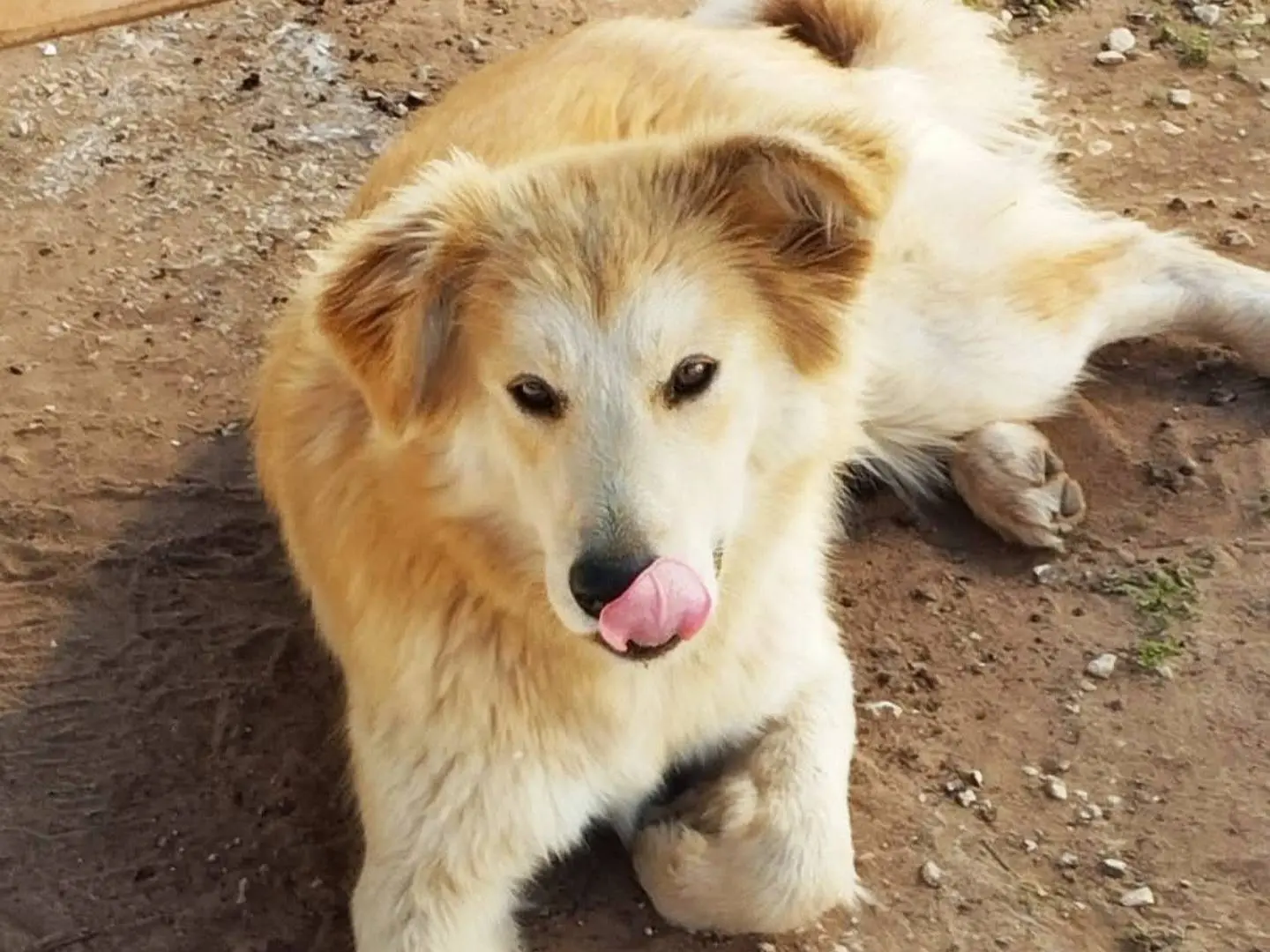 Adotta un cane, femmina, 4 anni e 7 mesi, Ragusa