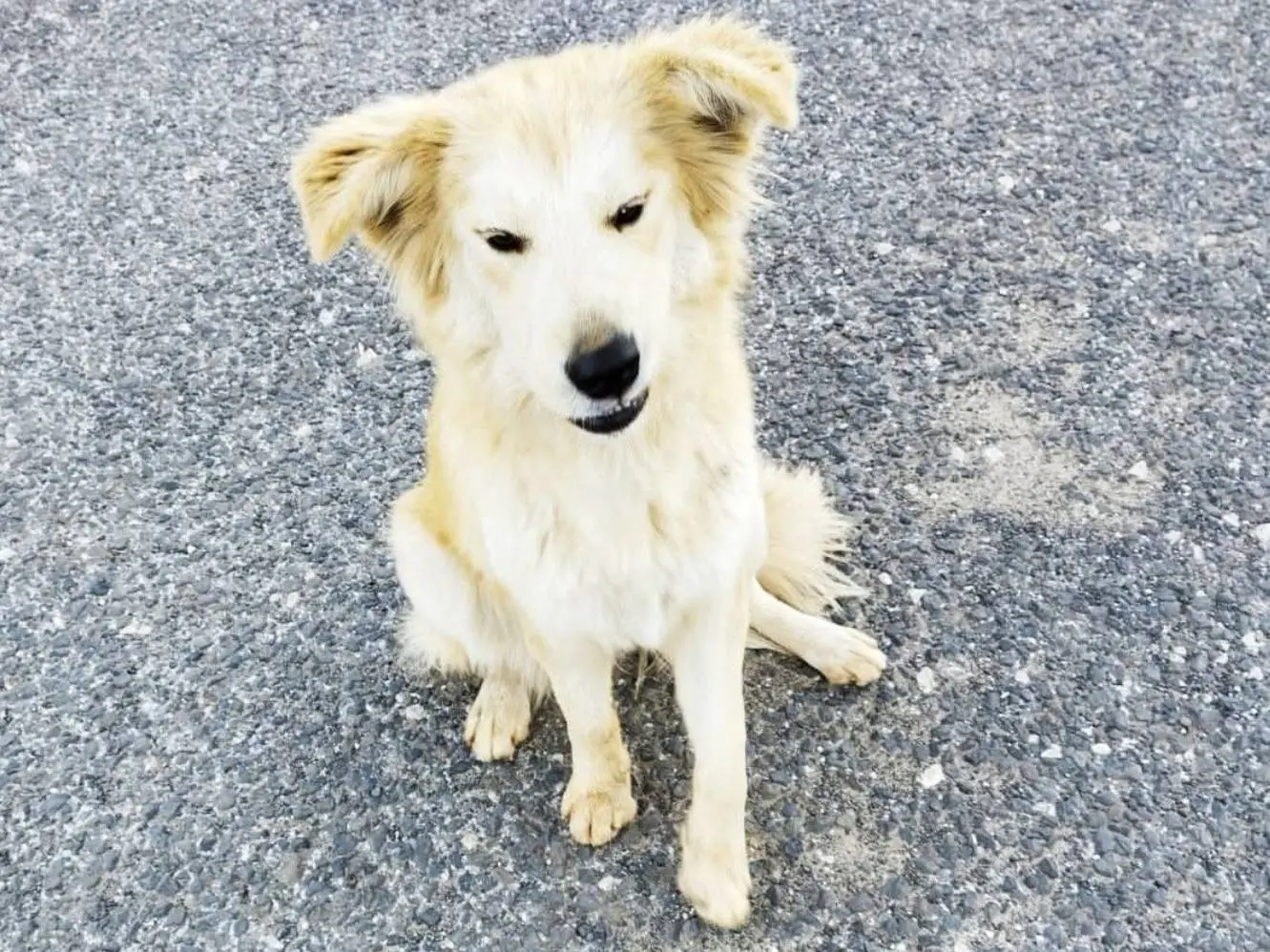 Adotta un cane, taglia media, femmina, Ragusa