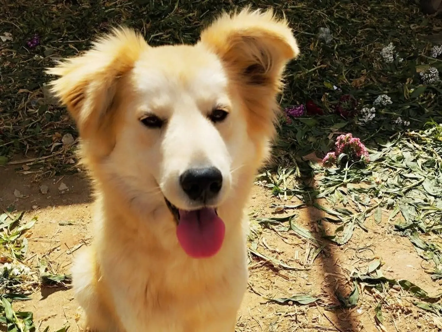 Adozione cane, femmina, Siberian Husky Razza sconosciuta, 4 anni e 7 mesi, taglia media, Ragusa