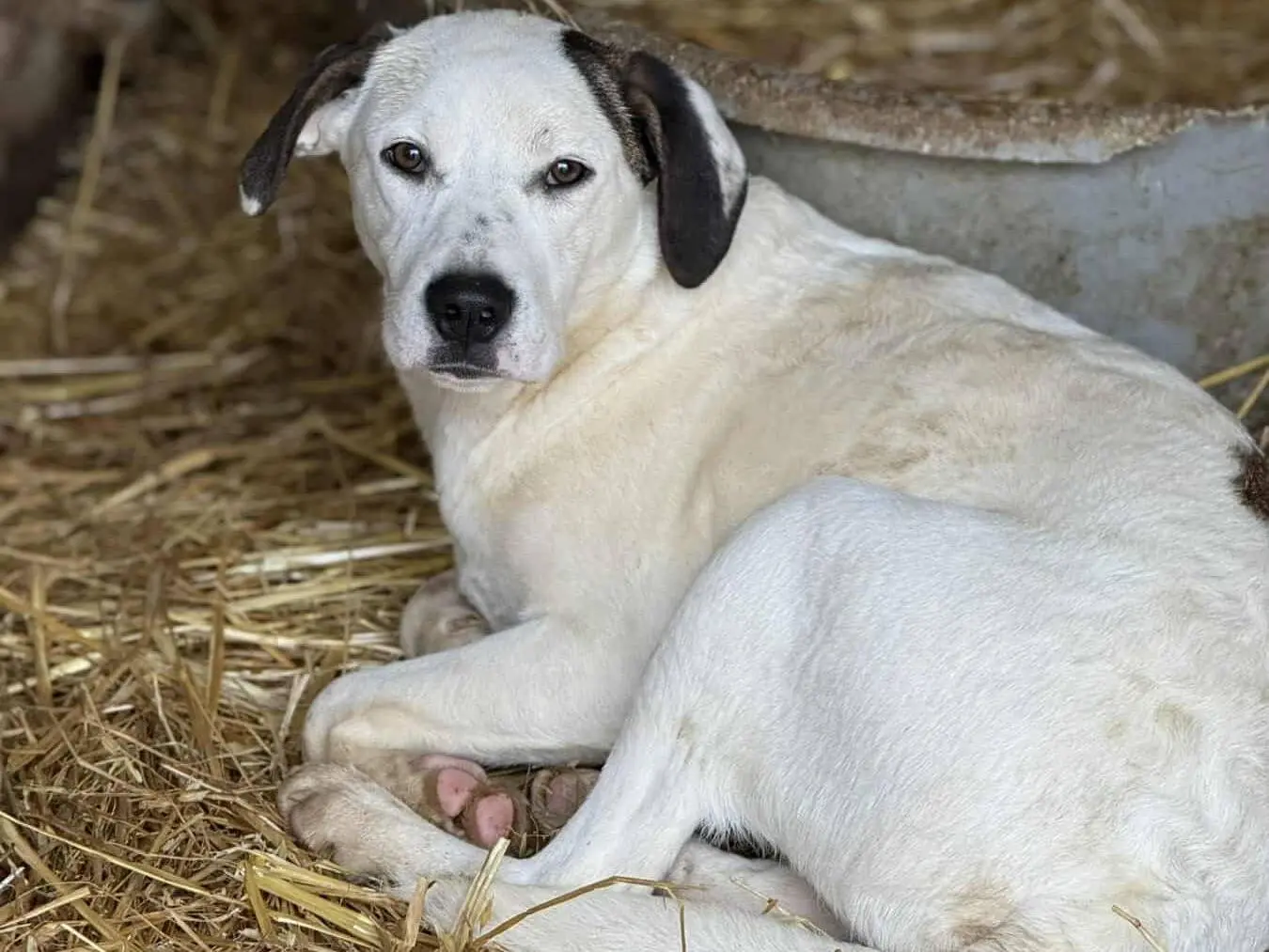 Vuoi adottare un cane a Firenze?