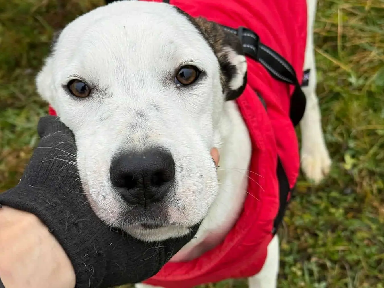 Adotta un cane, taglia media, femmina, Firenze