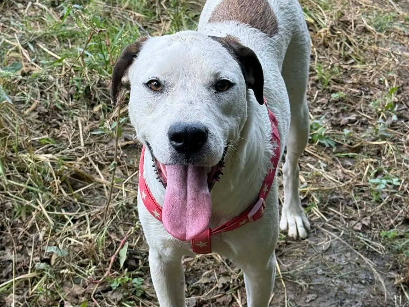 Adotta il cane BALINA a Firenze