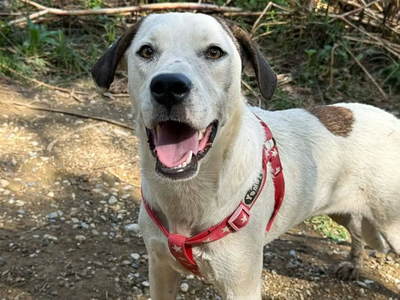 Adozione cane, femmina, Dogo Argentino Razza sconosciuta, 1 anno e 3 mesi, taglia media, Firenze