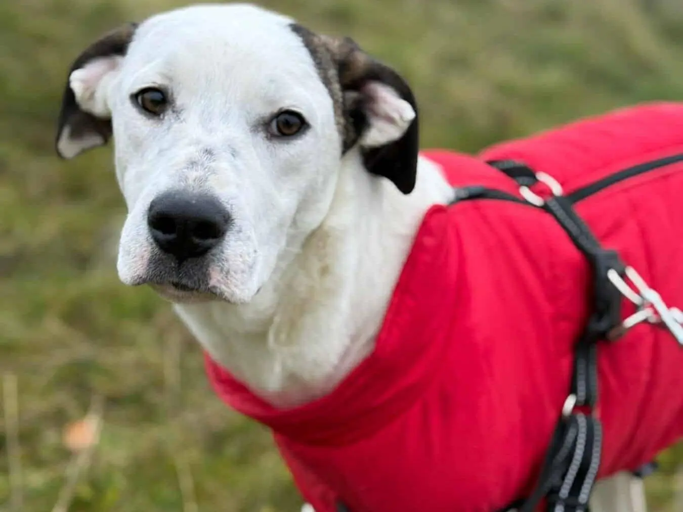 Adotta un cane, femmina, 1 anno e 3 mesi, Firenze