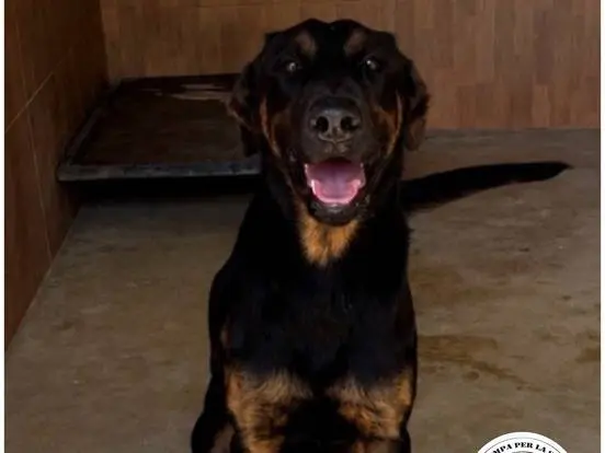 Adozione cane, maschio, Razza sconosciuta Razza sconosciuta, 1 anno e 4 mesi, taglia media, Milano