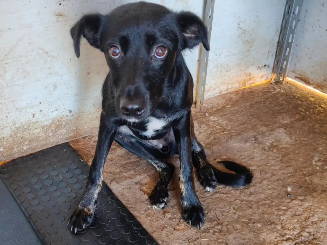 Adozione cane, femmina, Razza sconosciuta Razza sconosciuta, 1 anno e 8 mesi, taglia media contenuta, Vibo