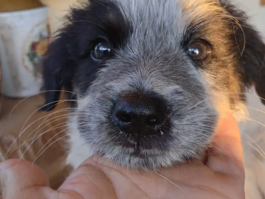 Vuoi adottare un cane a Vibo?