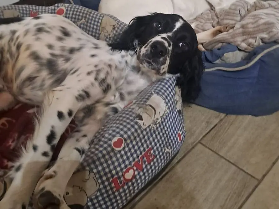 Adotta un cane, femmina, 5 anni e 8 mesi, Como