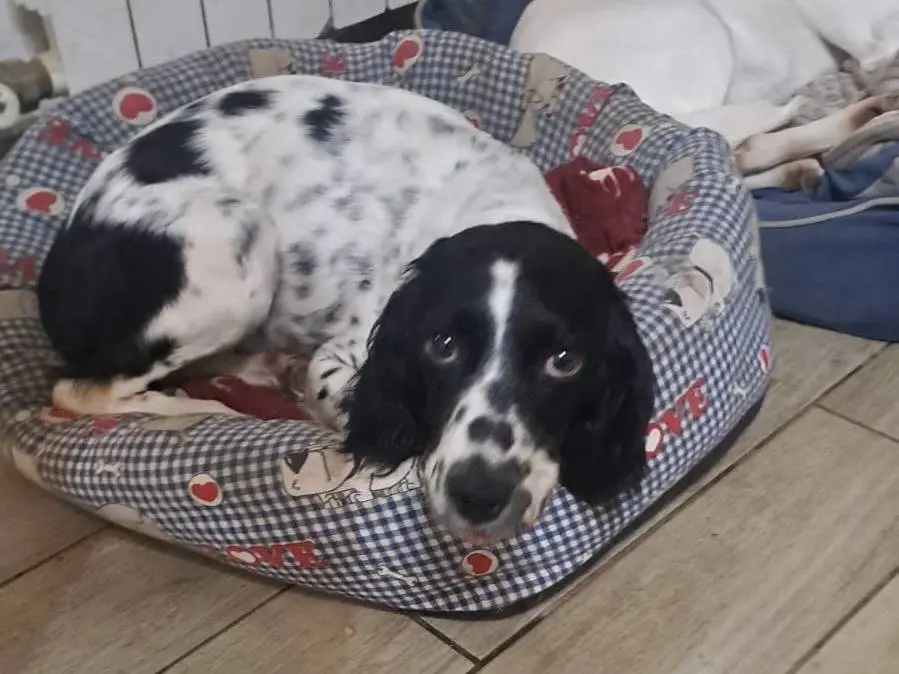 Adozione cane, femmina, Razza sconosciuta Razza sconosciuta, 5 anni e 8 mesi, taglia media contenuta, Como