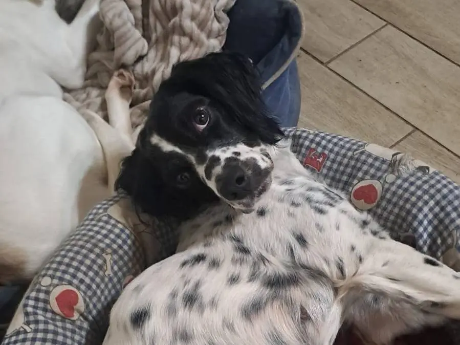 Adotta un cane, taglia media contenuta, femmina, Como