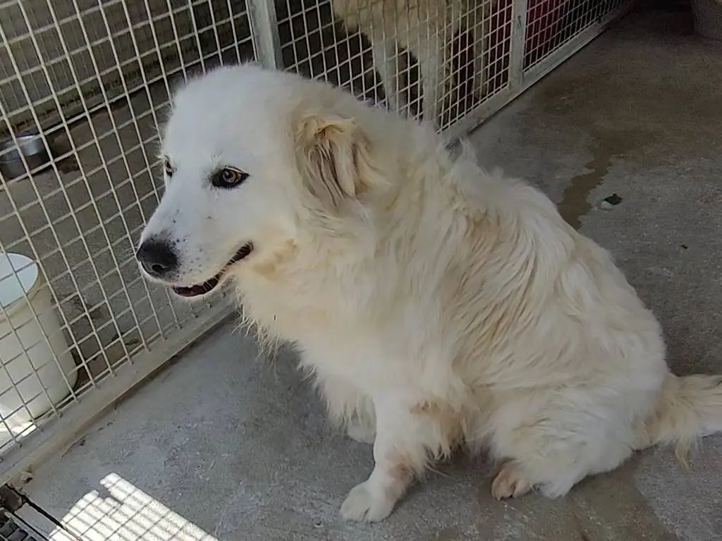 Adotta un cane, maschio, 8 anni e 2 mesi, Teramo