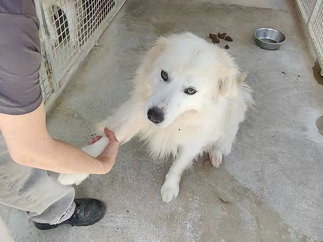 Adotta il cane Leone a Teramo