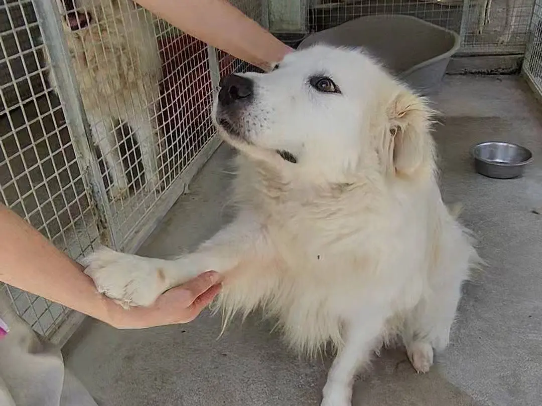 Adozione cane, maschio, Pastore maremmano Razza sconosciuta, 8 anni e 2 mesi, taglia grande, Teramo