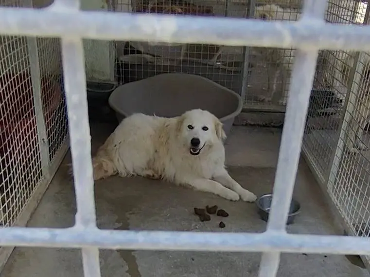 Adotta un cane, taglia grande, maschio, Teramo