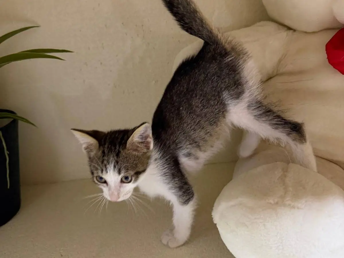 Adotta un gatto, taglia non valida, maschio, Latina