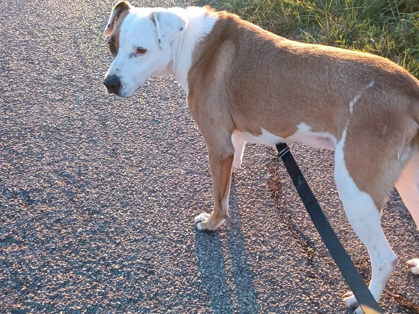 Adotta un cane, taglia media, femmina, Benevento
