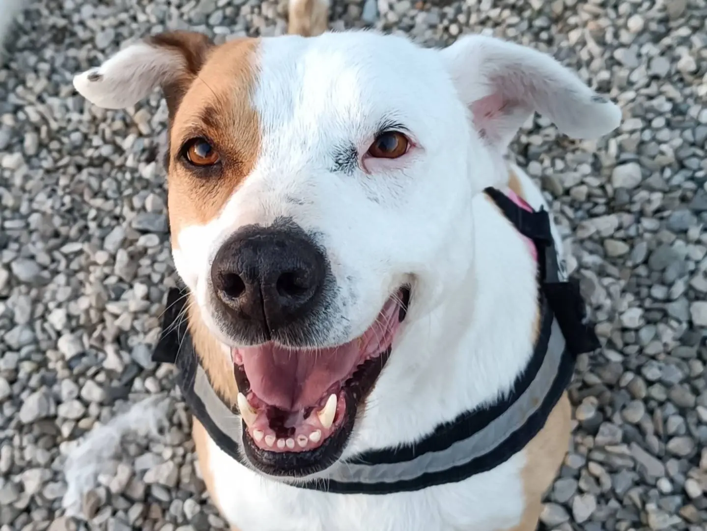 Adozione cane, femmina, Pitbull Pitbull, 10 anni e 2 mesi, taglia media, Benevento