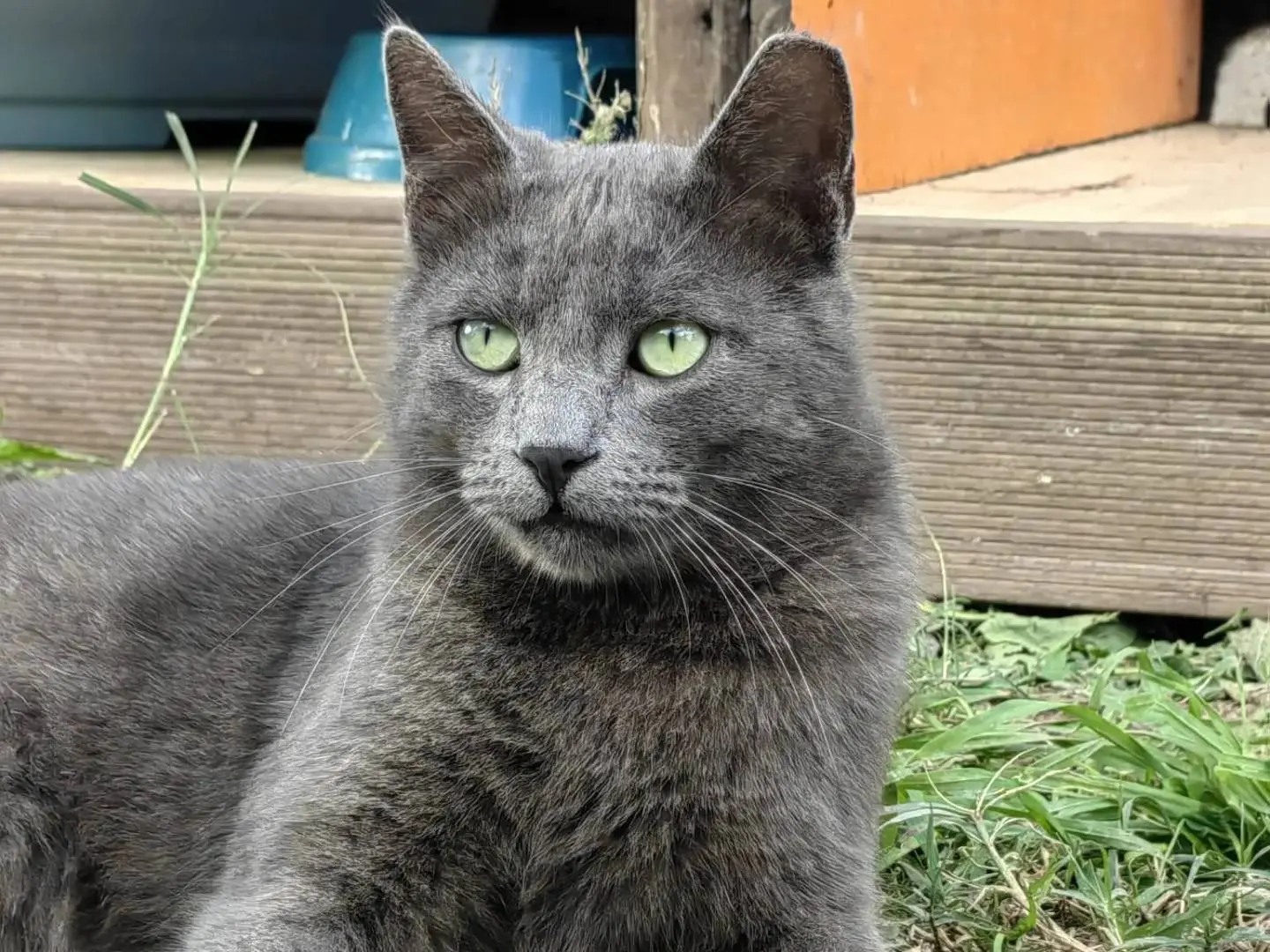 Adozione gatto, maschio, Razza sconosciuta Razza sconosciuta, 3 anni e 9 mesi, taglia non valida, Cagliari