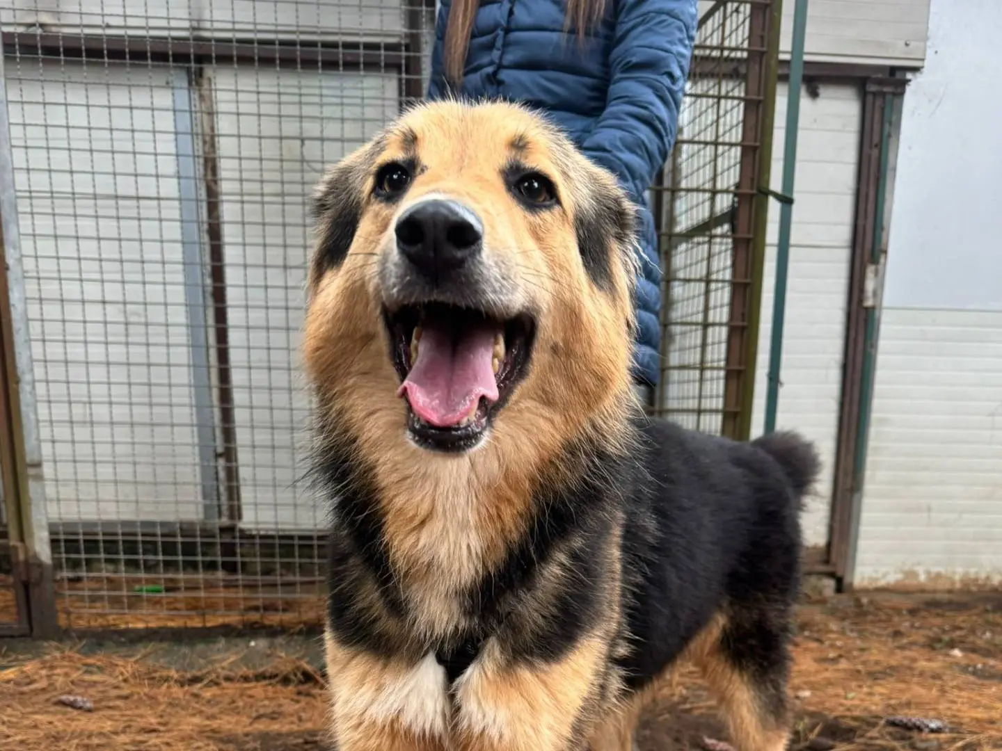 Adotta il cane Milou a Milano