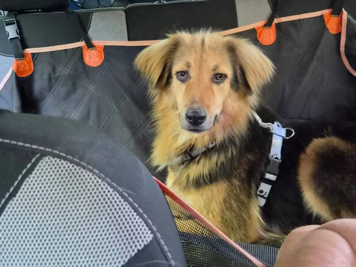 Vuoi adottare un cane a Milano?