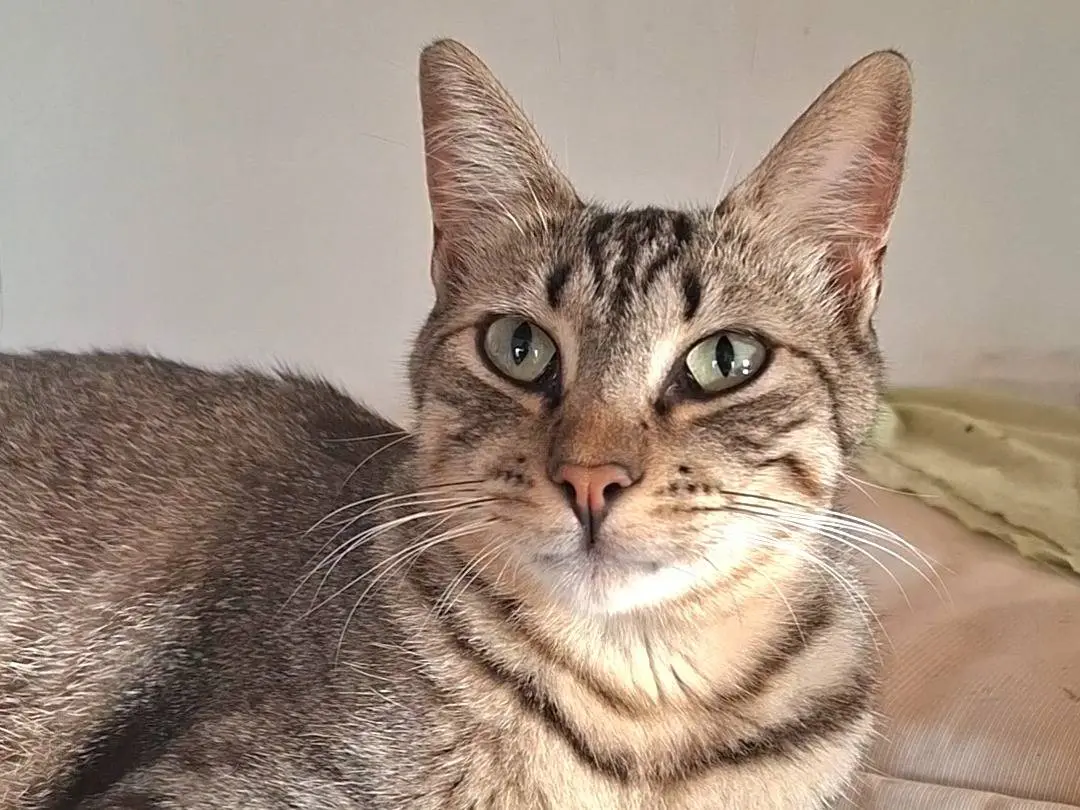 Adotta un gatto, maschio, 2 anni e 5 mesi, Latina