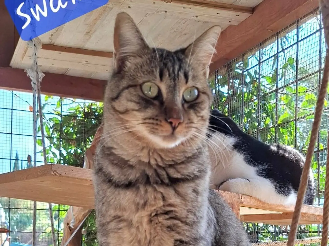 Adozione gatto, maschio, Razza sconosciuta Razza sconosciuta, 2 anni e 5 mesi, taglia non valida, Latina
