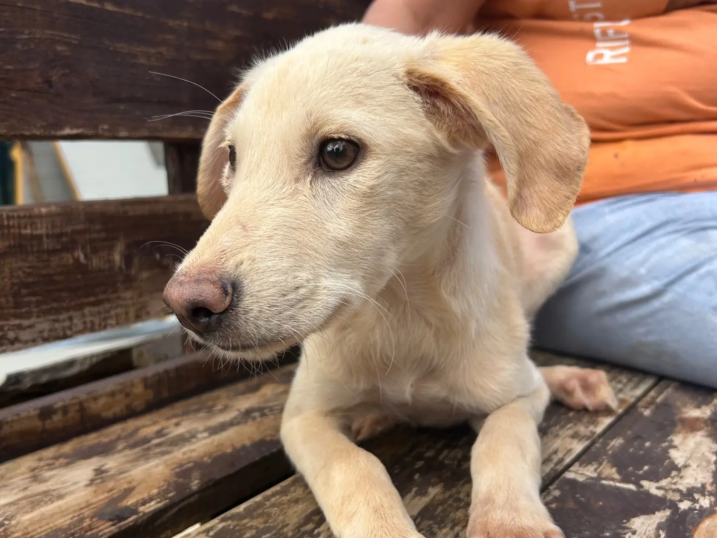 Adotta un cane, taglia media, femmina, Foggia