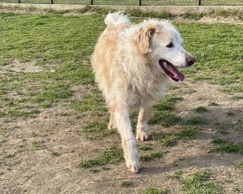 Adotta un cane, taglia grande, maschio, Roma