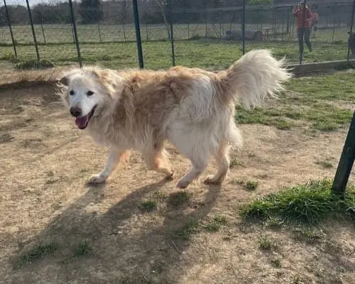 Adotta un cane, maschio, 14 anni e 9 mesi, Roma