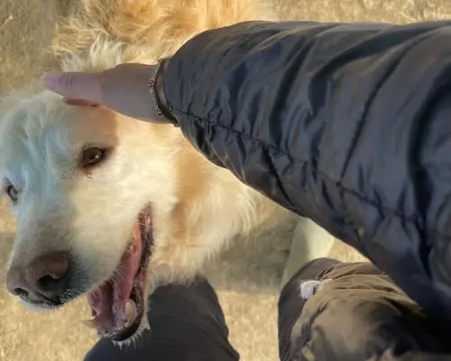 Adozione cane, maschio, Pastore maremmano, 14 anni e 9 mesi, taglia grande, Roma