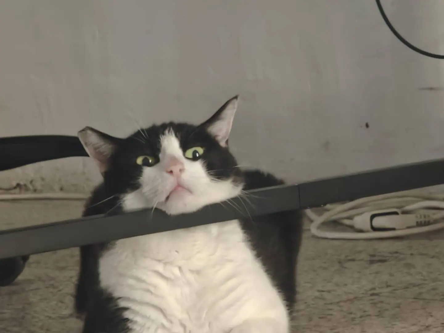 Vuoi adottare un gatto a Roma?