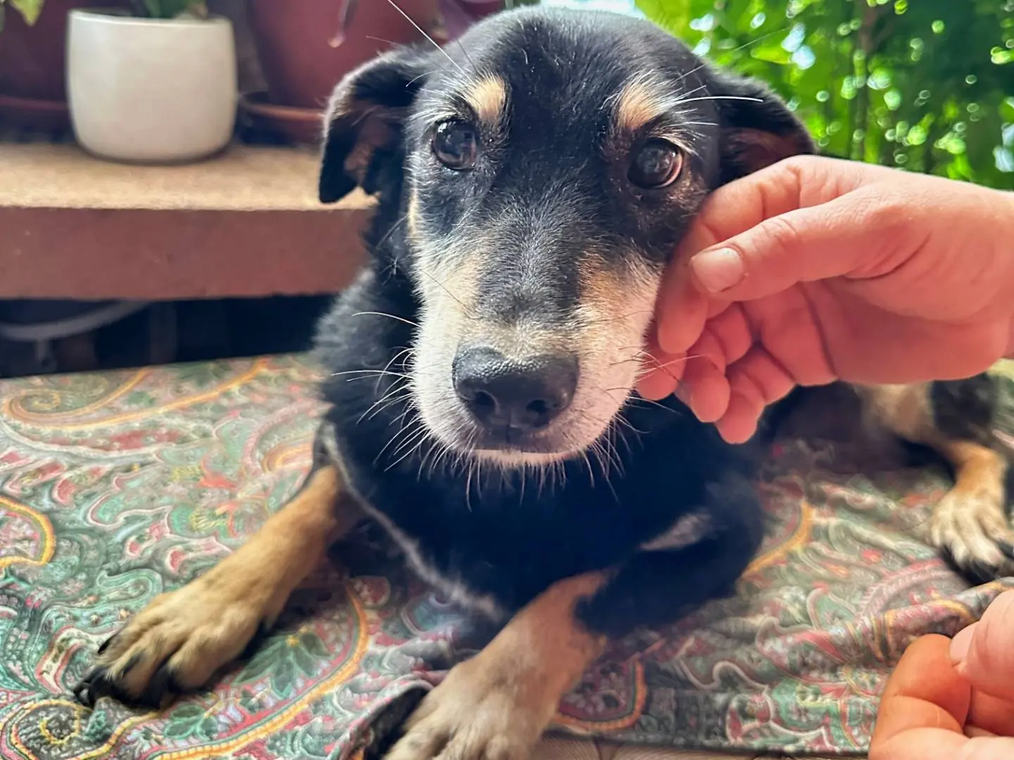 Adotta un cane, femmina, 14 anni e 6 mesi, Como