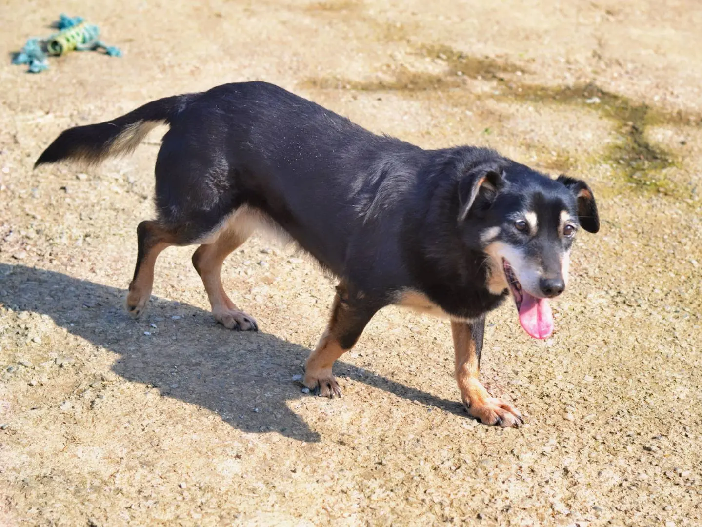 Adozione cane, femmina, Razza sconosciuta Razza sconosciuta, 14 anni e 6 mesi, taglia media contenuta, Como