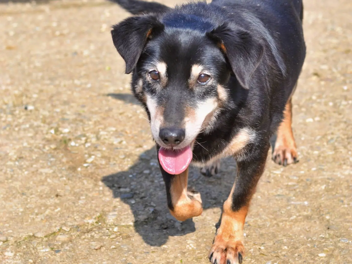 Adotta un cane, taglia media contenuta, femmina, Como