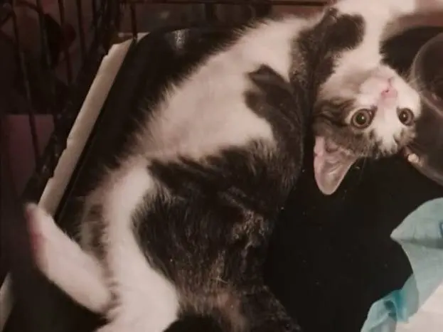 Adozione gatto, maschio, Razza sconosciuta Razza sconosciuta, 4 mesi, taglia non valida, Roma