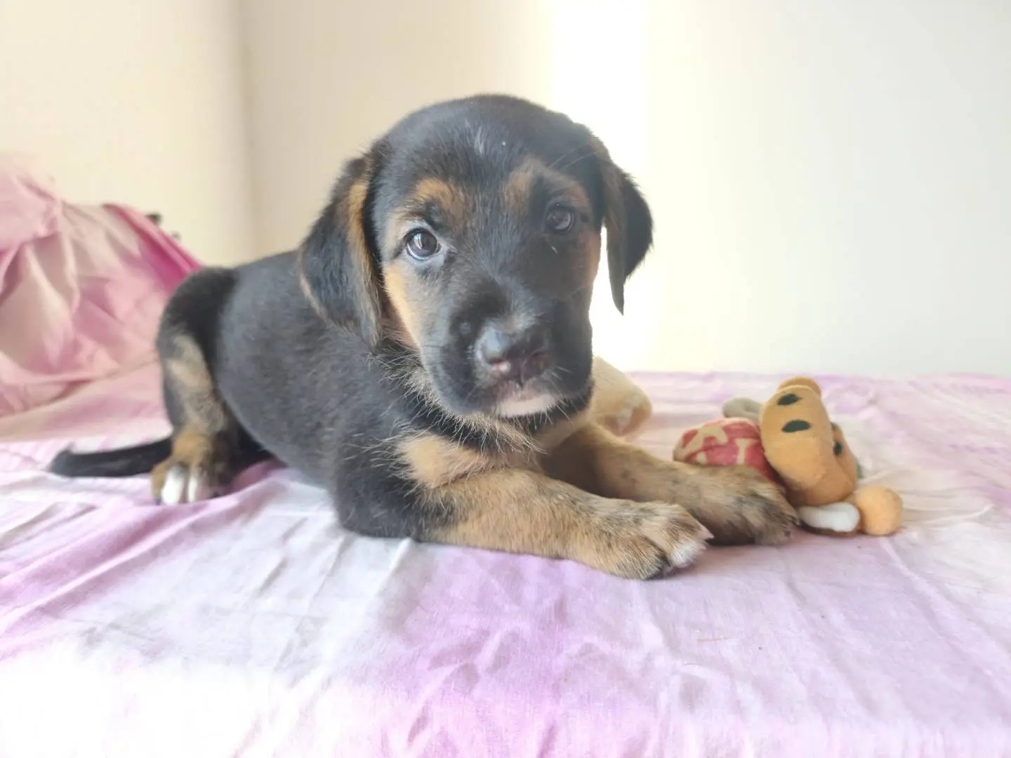 Adozione cane, femmina, Razza sconosciuta Razza sconosciuta, 5 mesi, taglia media, Cagliari