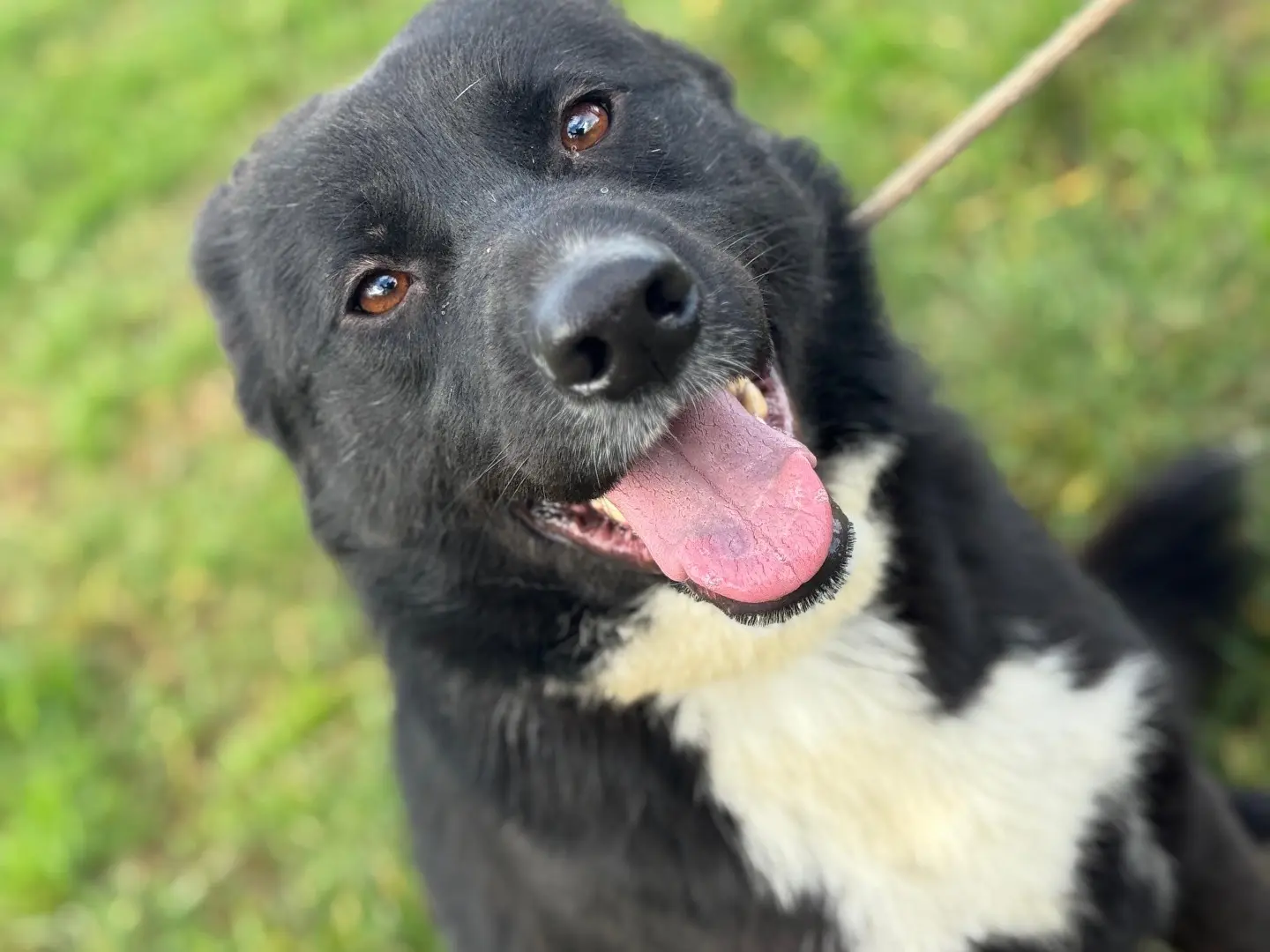 Adozione cane, maschio, Razza sconosciuta Razza sconosciuta, 2 anni e 1 mese, taglia media contenuta, Frosinone