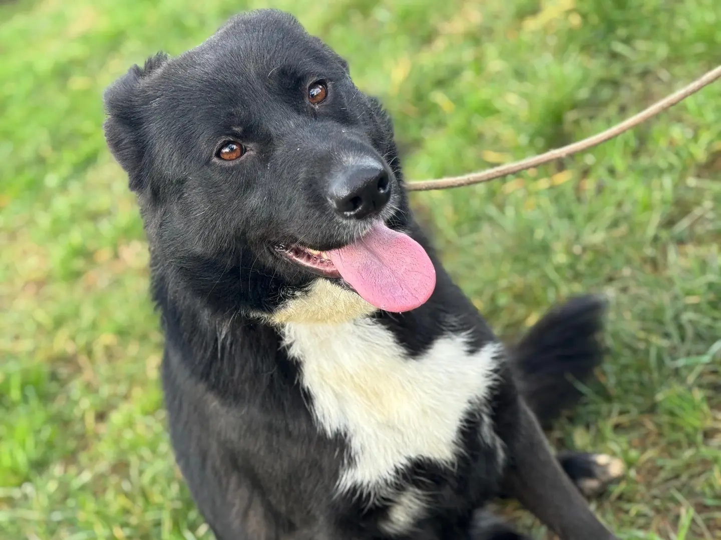 Adotta un cane, maschio, 2 anni e 1 mese, Frosinone