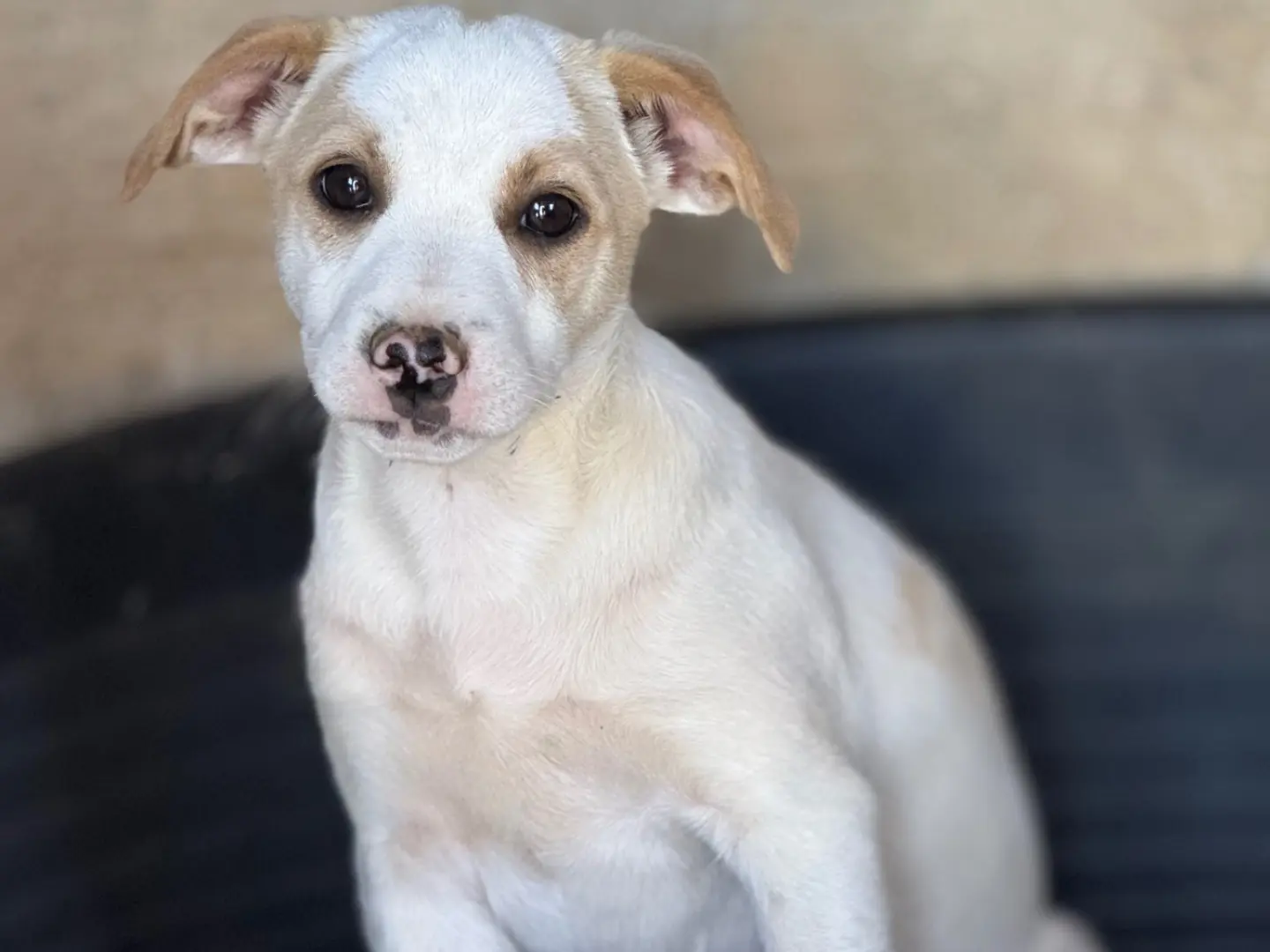 Adotta un cane, maschio, 9 mesi, Catanzaro