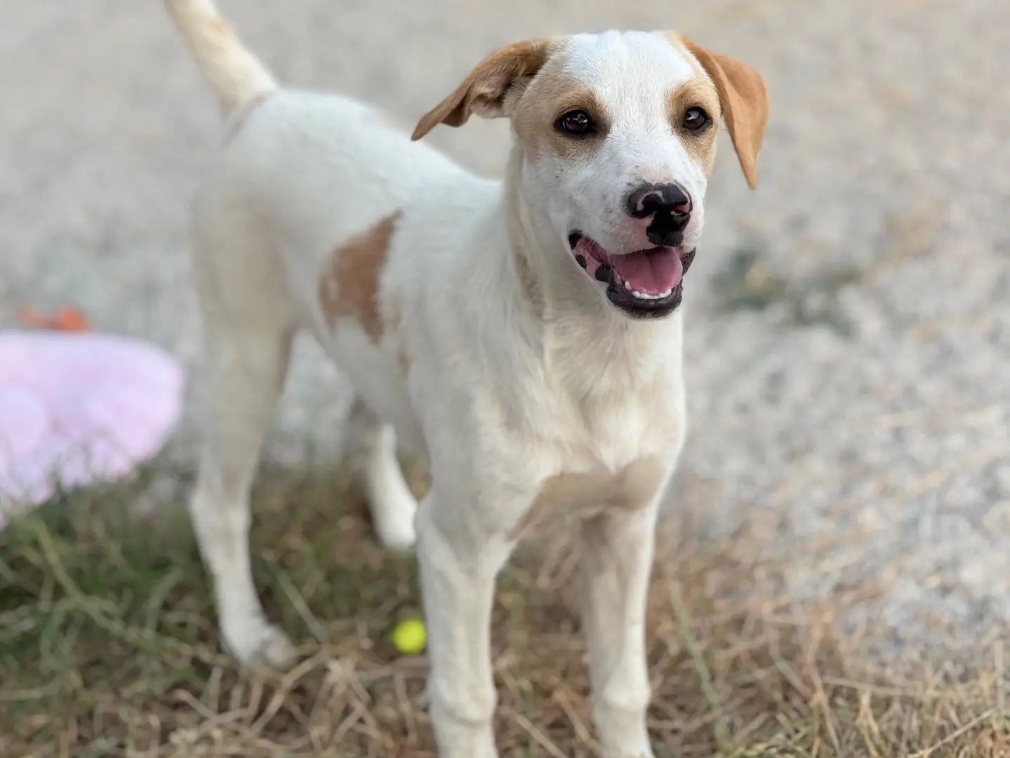 Adozione cane, maschio, Razza sconosciuta Razza sconosciuta, 9 mesi, taglia media contenuta, Catanzaro