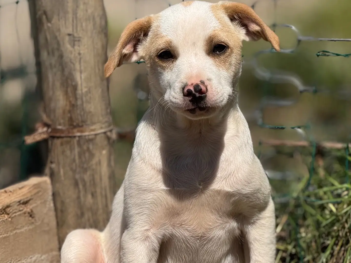 Adotta un cane, taglia media contenuta, maschio, Catanzaro