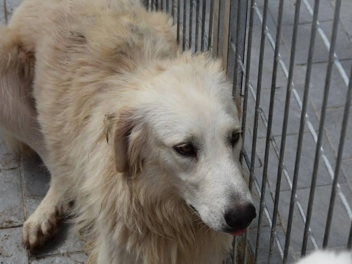 Adozione cane, femmina, Razza sconosciuta Razza sconosciuta, 2 anni e 8 mesi, taglia grande, Milano