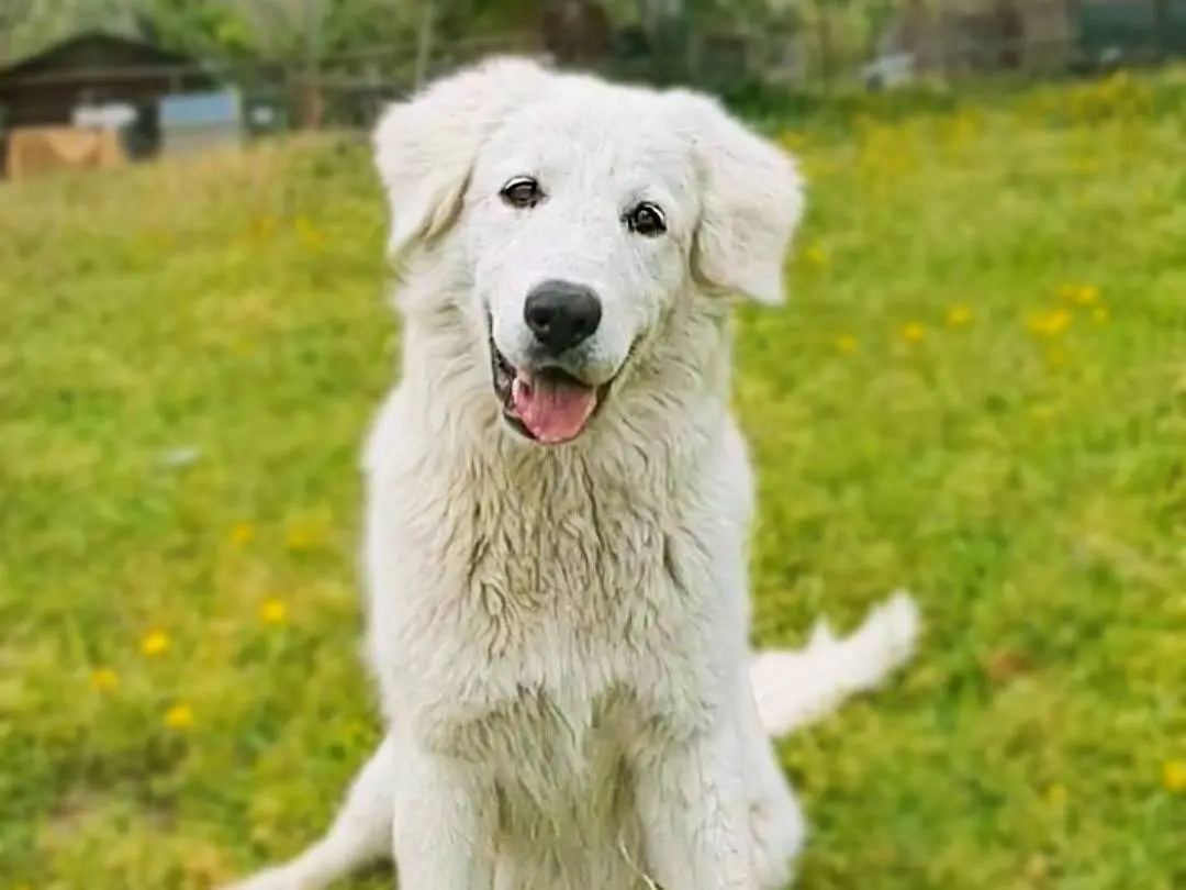Vuoi adottare un cane a Napoli?