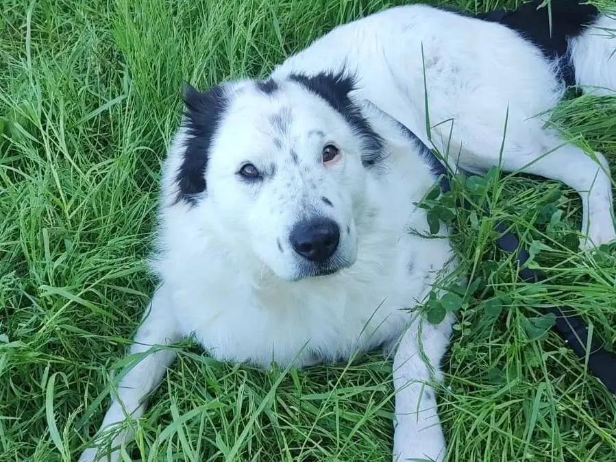 Adotta un cane, taglia grande, maschio, Milano