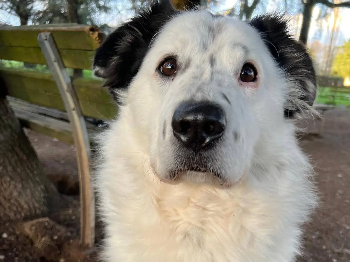 Adozione cane, maschio, Razza sconosciuta Razza sconosciuta, 9 anni e 9 mesi, taglia grande, Milano