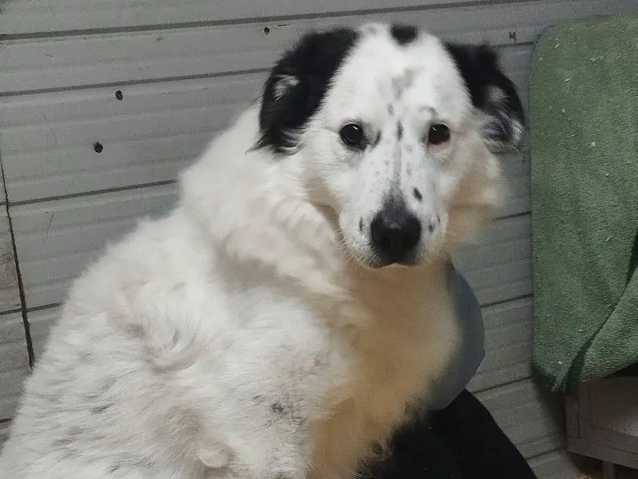 Vuoi adottare un cane a Milano?