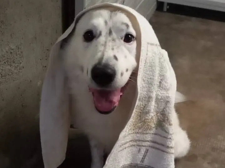 Adotta un cane, maschio, 9 anni e 9 mesi, Milano